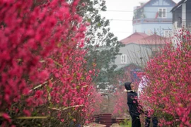 Đào bung nở sớm: Hoa cười rực rỡ, người cười... xót xa