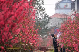 Đào bung nở sớm: Hoa cười rực rỡ, người cười... xót xa