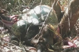 Bắt hai nghi phạm trong vụ bắn chết con bò tót trong khu bảo tồn