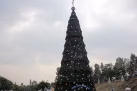 Cây thông cao 41m chào Giáng sinh ở Nghệ An