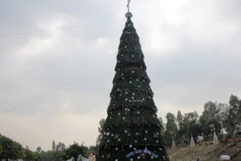 Cây thông cao 41m chào Giáng sinh ở Nghệ An