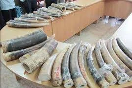 Khởi tố người đàn ông trong đường dây buôn hơn 1 tạ sừng tê giác