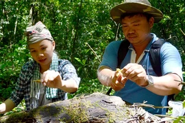 Chàng trai 'gàn' cùng hành trình trả hoa lan về tự nhiên và giới thiệu ra thế giới