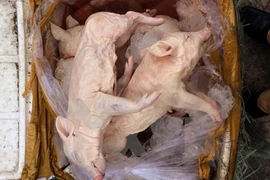 Audio 6-1-2017: Phát hiện hơn nửa tấn lợn sữa đông lạnh, hôi thối