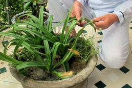 Bí ẩn lá cây giúp 'yêu' thoải mái, mà không dính bầu