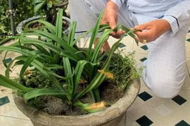 Bí ẩn lá cây giúp 'yêu' thoải mái, mà không dính bầu