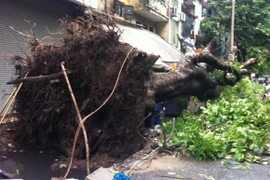 Bão số 5 lướt qua, Hà Nội mất tổng cộng gần 200 cây xanh