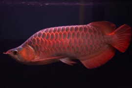 Năm Thìn, cùng xem Rồng uốn lượn