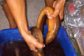 Về U Minh Hạ, xem cặp lươn khổng lồ