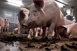 Mỹ: Điều tra nghi vấn vụ lợn ăn thịt người