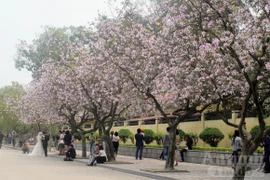 Sắc ban nở tím một góc trời Hà Nội 