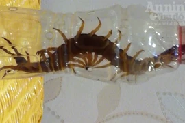 Gớm ghiếc xem con rết “khủng”, dài hơn gang tay