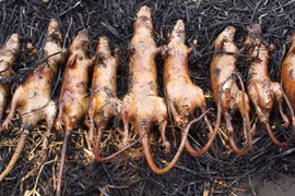 Cuối năm đổ xô đi liên hoan... thịt chuột