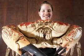 Cua hoàng đế khổng lồ nặng 7kg