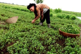 Húng Láng di cư về Thái Bình hơn 600 năm trước?