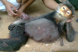 Giết khỉ dã man rồi chụp ảnh khoe khoang, gây phản cảm