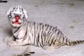 Hình ảnh hổ trắng mới chào đời tại Nghệ An