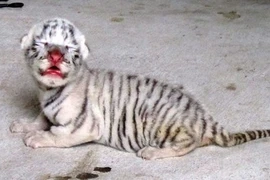 Hình ảnh hổ trắng mới chào đời tại Nghệ An