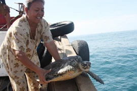 Người phụ nữ chuyên mua đồi mồi quý đem... thả về biển