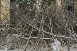 Chiều 30 Tết: Quất, đào tả tơi