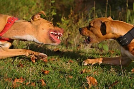 HN: Thực hư chuyện rộ mốt nuôi “chó điên”