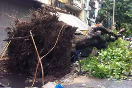 Bão số 5 lướt qua, Hà Nội mất tổng cộng gần 200 cây xanh