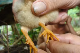 "Gà quái thai" và chuyện đại gia ăn chú gà 100 triệu