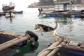 Những chú "sói biển" canh đảo