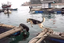 Những chú "sói biển" canh đảo