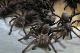 Nổi da gà với món… nhện chiên