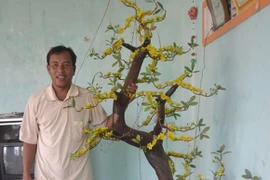 Gặp người có được cây phong ba ở Hoàng Sa