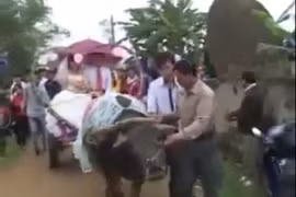 Độc đáo hơn các đại gia: Đám cưới rước dâu bằng xe trâu