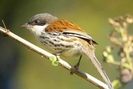 Tình cờ chụp được chim quý nhất thế giới ở Việt Nam