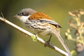 Tình cờ chụp được chim quý nhất thế giới ở Việt Nam