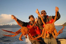 “Quái vật cua" khổng lồ dưới đáy biển Nam Cực