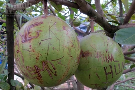 Khắc chi chít "tình yêu" lên đào tiên nơi cửa chùa