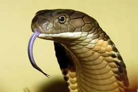 Bé trai hơn một tuổi nhai chết một con rắn