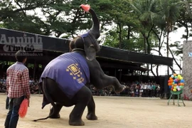 Xem voi phi tiêu siêu đẳng