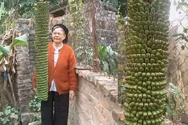 Đổ xô đi xem buồng chuối trổ hơn 200 nải