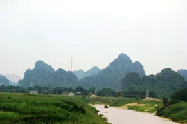 Rộ tin đồn: lâm tặc đốn hạ cây huê giá 200 tỉ đồng