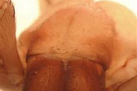 Phát hiện nhện không mắt, chân dài 6cm, răng nanh to