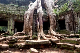 Những bộ rễ cây khổng lồ, đáng sợ ở đền Ta Prohm (P5)