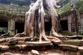 Những bộ rễ cây khổng lồ, đáng sợ ở đền Ta Prohm (P5)