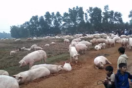 Dân bao vây trại lợn ô nhiễm, thả hàng nghìn con lợn ra đồng