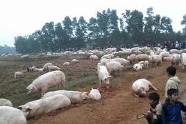 Dân bao vây trại lợn ô nhiễm, thả hàng nghìn con lợn ra đồng
