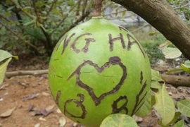 1001 cách tỏ tình... nham nhở trên đào tiên ở chùa Bái Đính