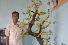 Gặp người có được cây phong ba ở Hoàng Sa