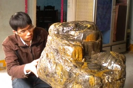 Kéo nhau đi xem gốc cây hóa thạch hàng ngàn năm tuổi