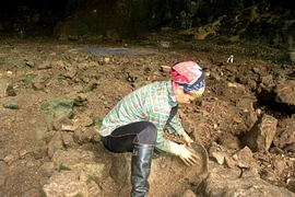 Theo chân những người đàn bà mong dơi "rót"... phân