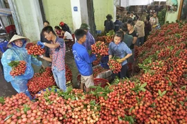 Tính kế lâu dài cho quả vải Việt Nam